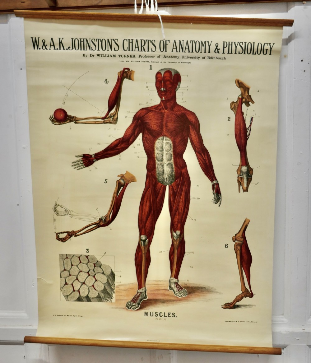 large university anatomical chart muscles by turner